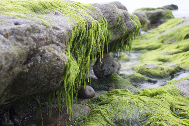 Photo taken at the beach shows moss growing over some rocks