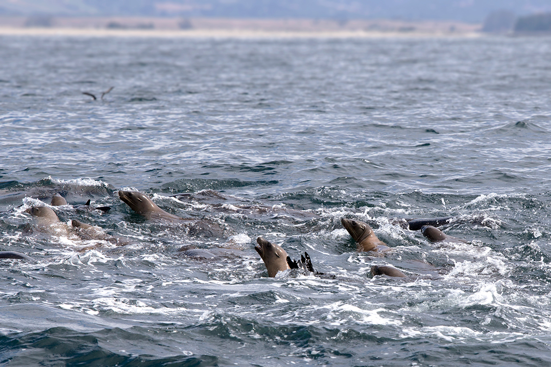 whale-watching-moss-landingcalifornia-109