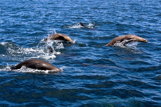 Whale watching at Moss Landing: Californian sea lions
