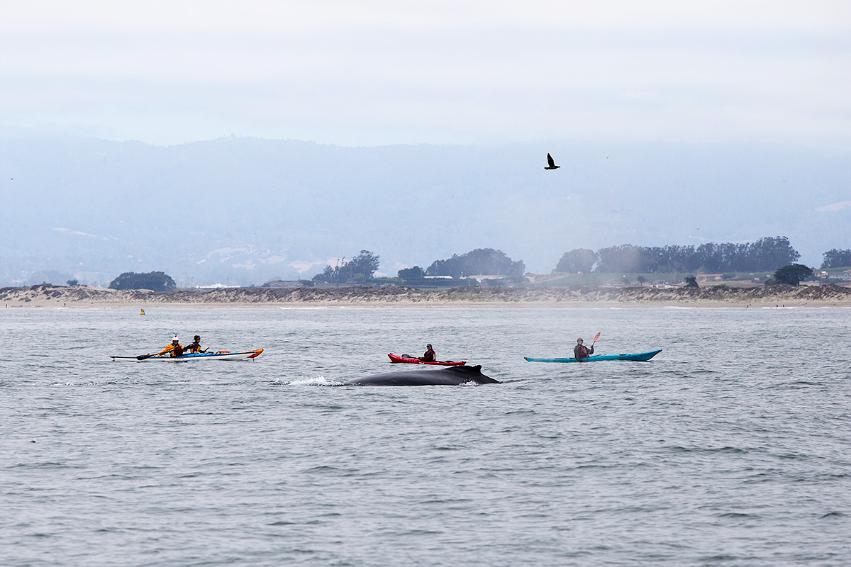 whale-watching
