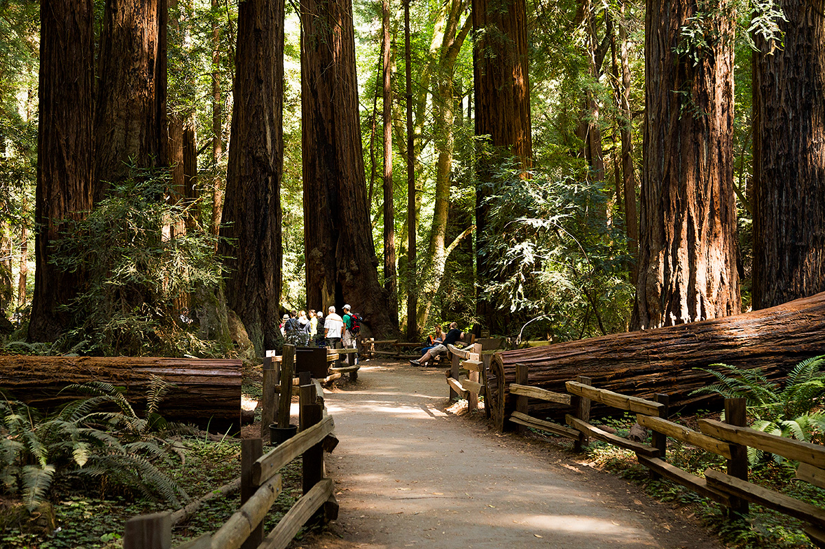 dgp-muir-woods-california-017