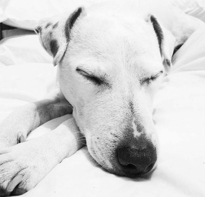 Black and white photo shows a close up of a dog's face. The dog is a white Jack Russell and is lying asleep on a duvet.
