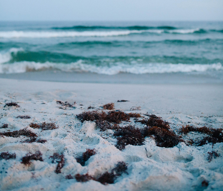 Shallow focus photo of sand and seaweed on a beach with the sea and waves out of focus in the background