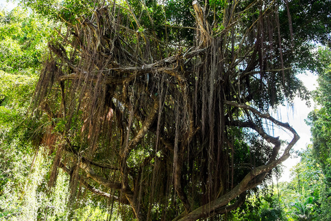 barbados_blog_022