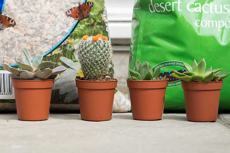 Create a DIY mini peace garden for your home using succulents and crystals. A peaceful, relaxing and meditative space for healing when you are chronically ill.
