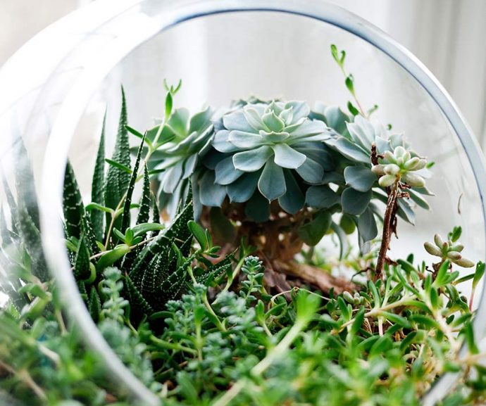 Plants can be beneficial to our health. Find out about the health benefits of plants in this article. Click to read or pin to save for later.