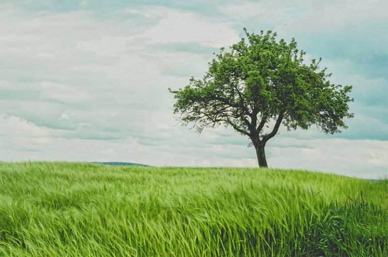 Spend time outside to improve mental health. Photo shows a grass field with a single tree to the right of the photograph. 