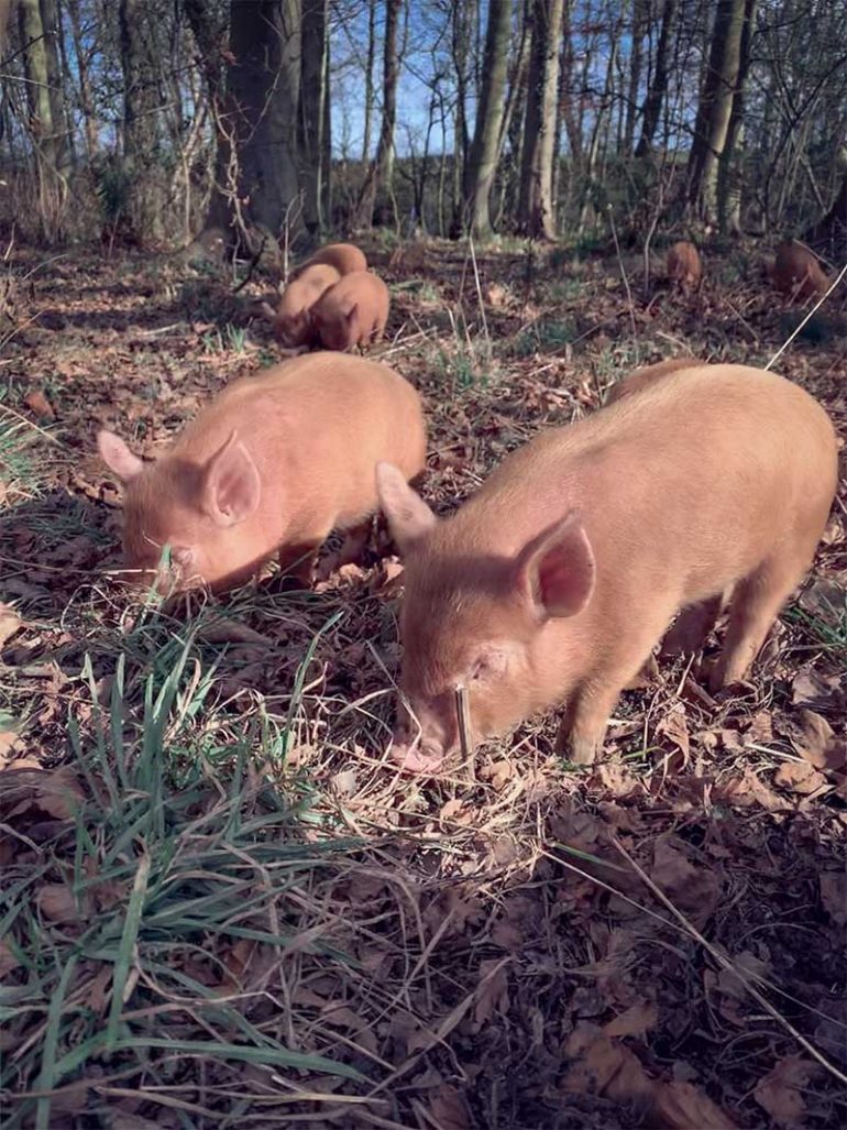 Photo shows Tamsworth piglets rooting around in woodland.