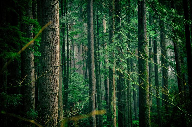 Photo shows trees in a forest, a prime tick habitat where you need to protect yourself against ticks and Lyme Disease.