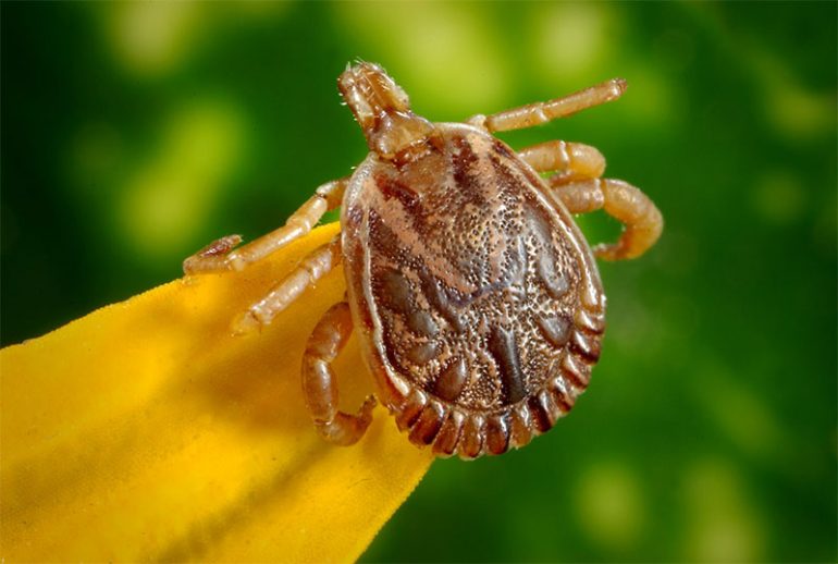 Close up of a tick, a small insect that transmits Lyme Disease.