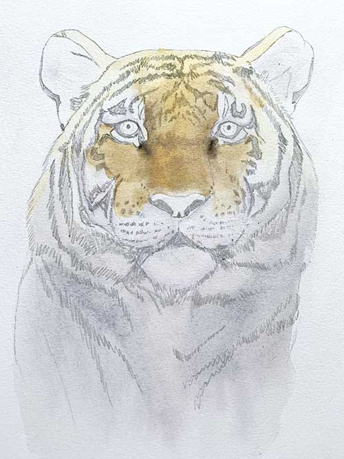 Image shows the next layer of paint that deepens the colour of the tiger's fur
