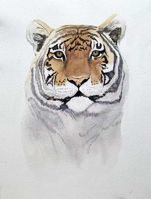 Finishing the stripes of the tiger