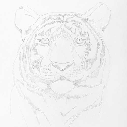 Sketch of a tiger's head using pencil on white paper