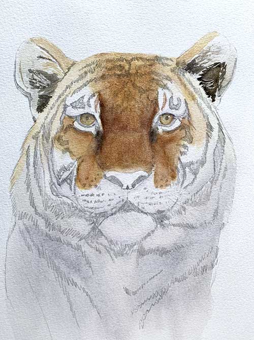 Painting the eyes and ears of the tiger