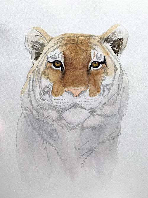 Painting the dark area around the eyes and adding the first layer of paint to the nose